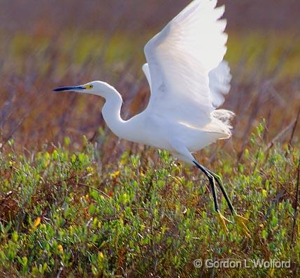 Snowy Egret Taking Flight_36343.jpg - Snowy Egret (Egretta thula)Photographed along the Gulf coast near Port Lavaca, Texas, USA.